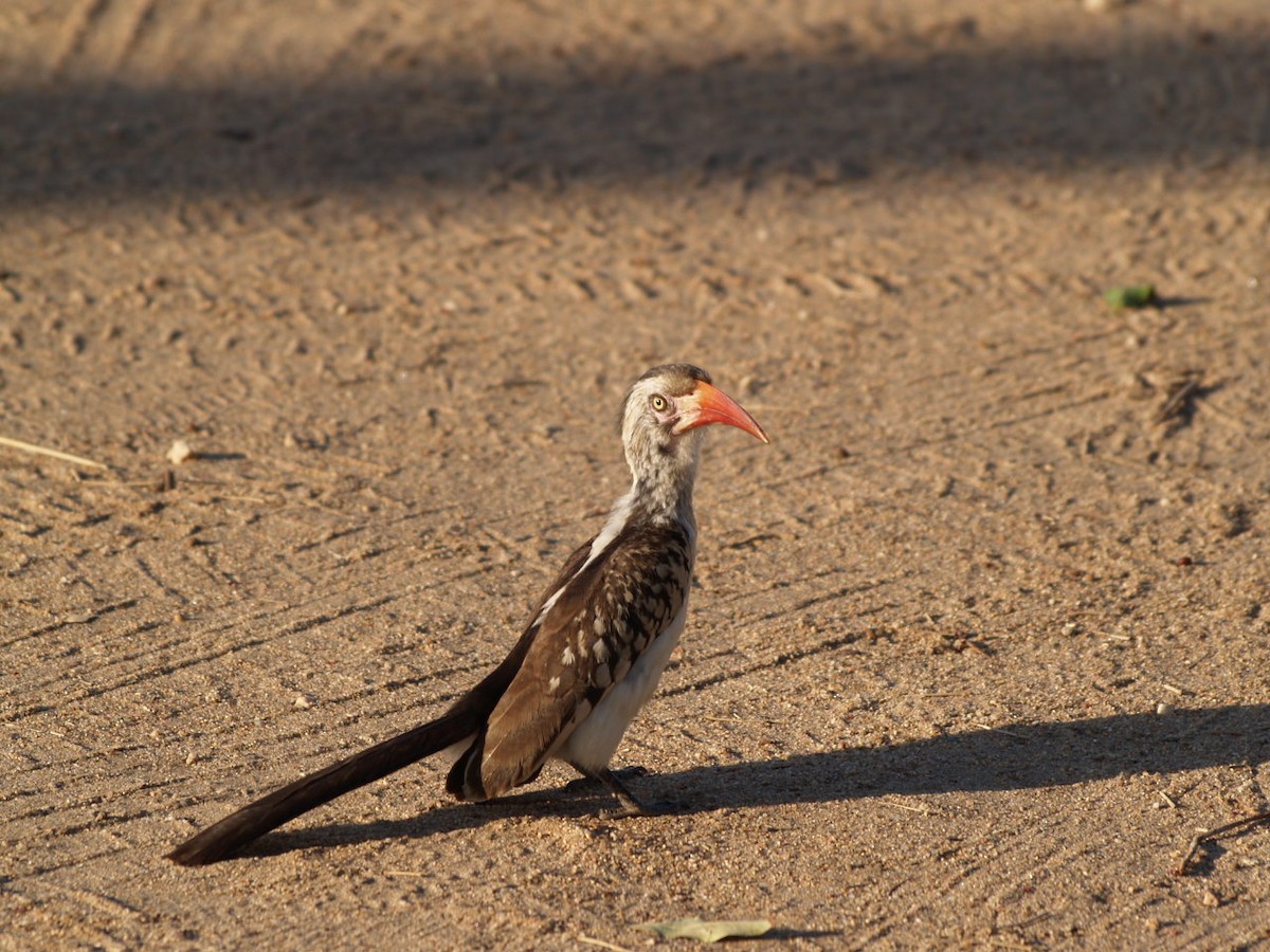 Southern Red-billed Hornbill - ML622360333