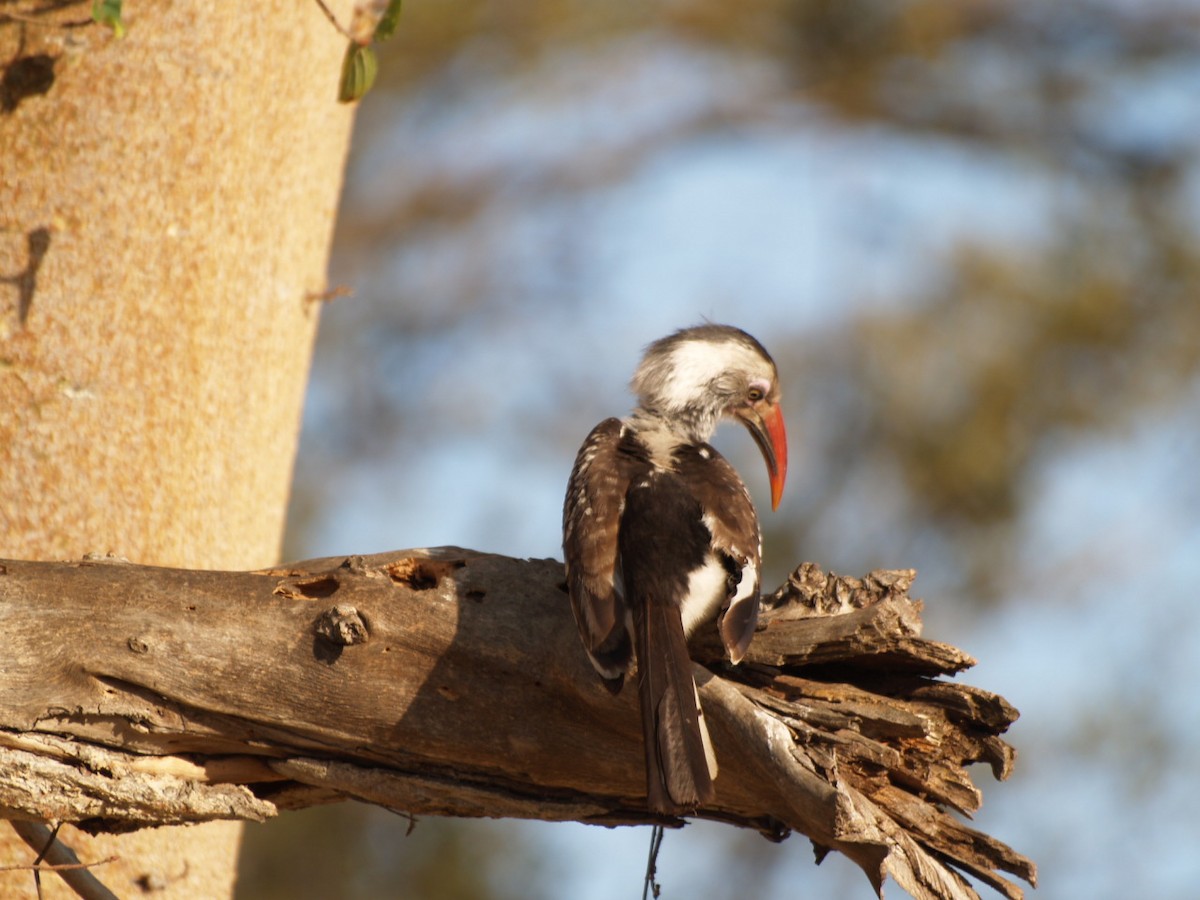 Southern Red-billed Hornbill - ML622360338