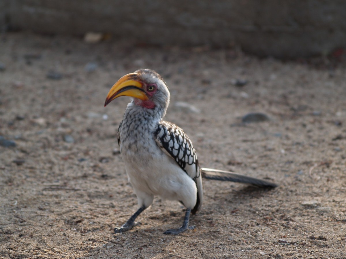 Southern Yellow-billed Hornbill - ML622360344