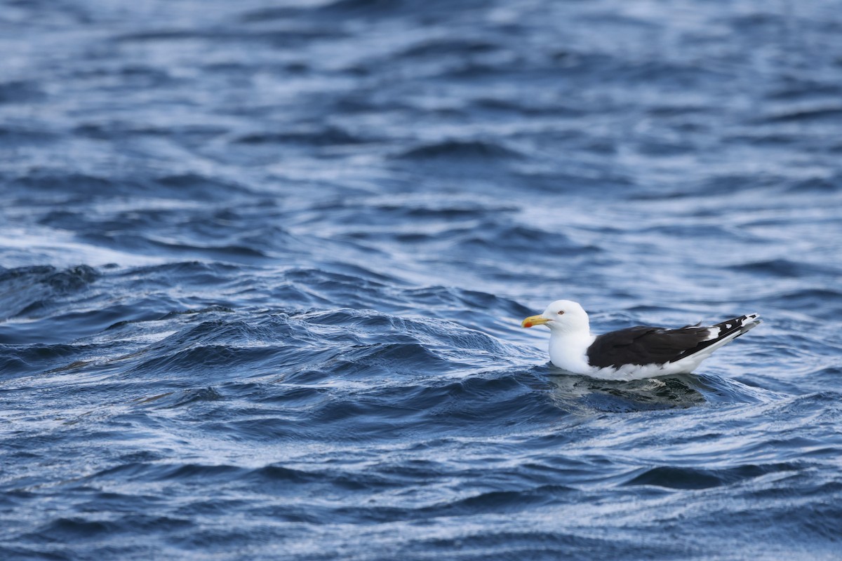 Great Black-backed Gull - ML622360349