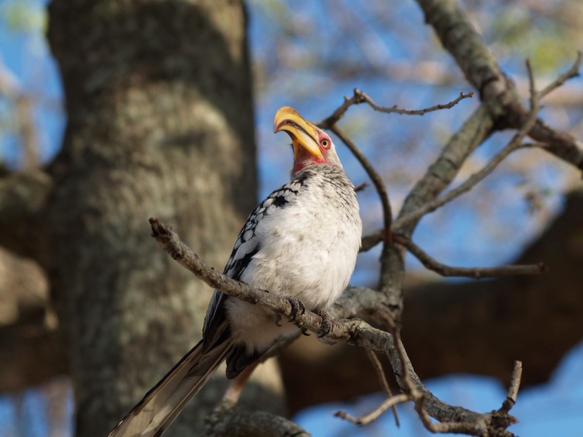 Southern Yellow-billed Hornbill - ML622360351