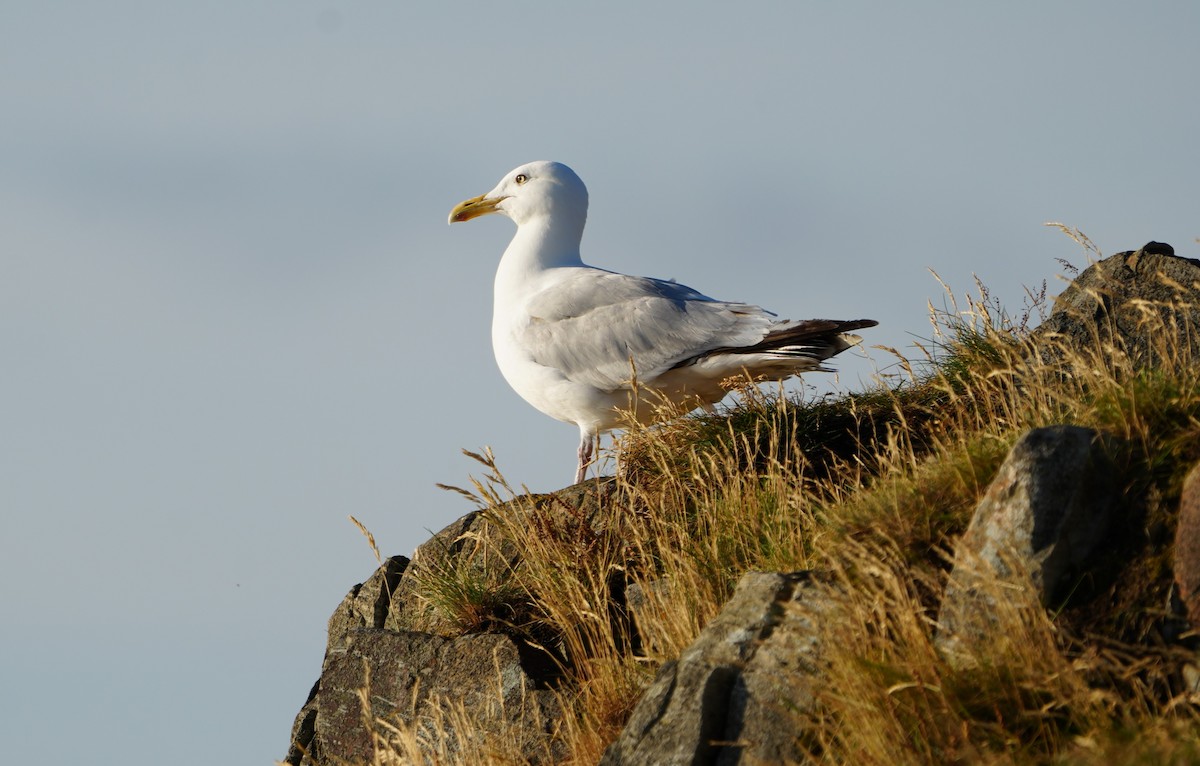 Herring Gull (American) - ML622360420