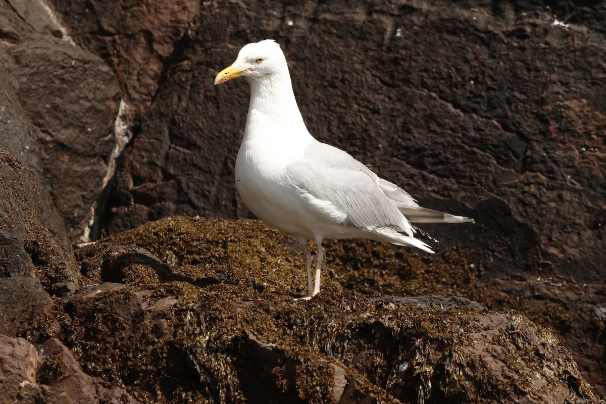 Herring Gull (European) - ML622360457