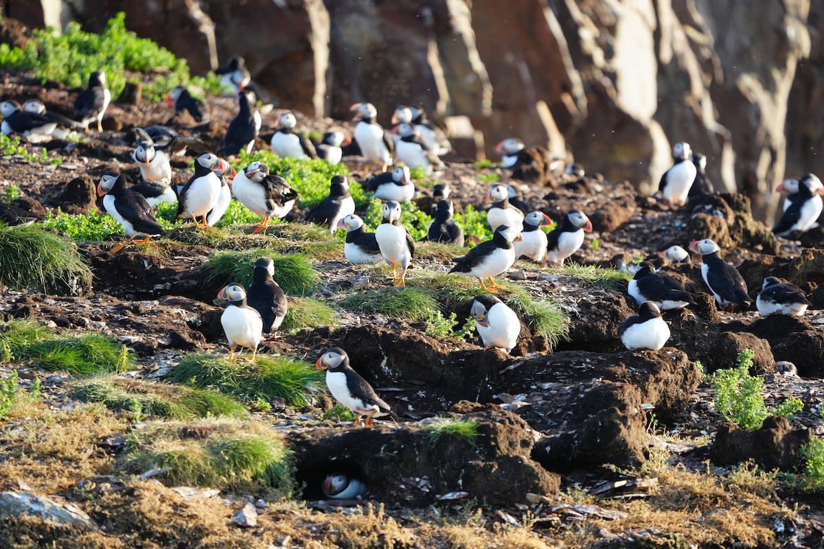 Atlantic Puffin - ML622360527