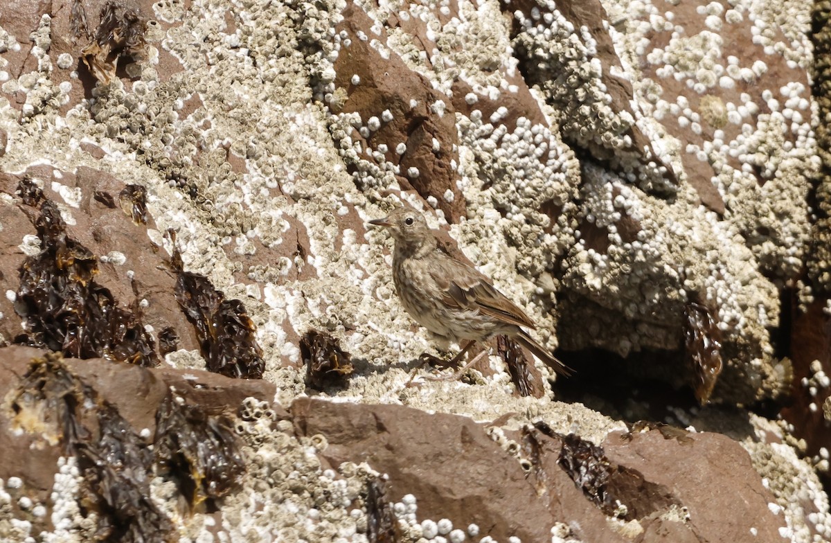 Rock Pipit - Elan Federico Zucchetti