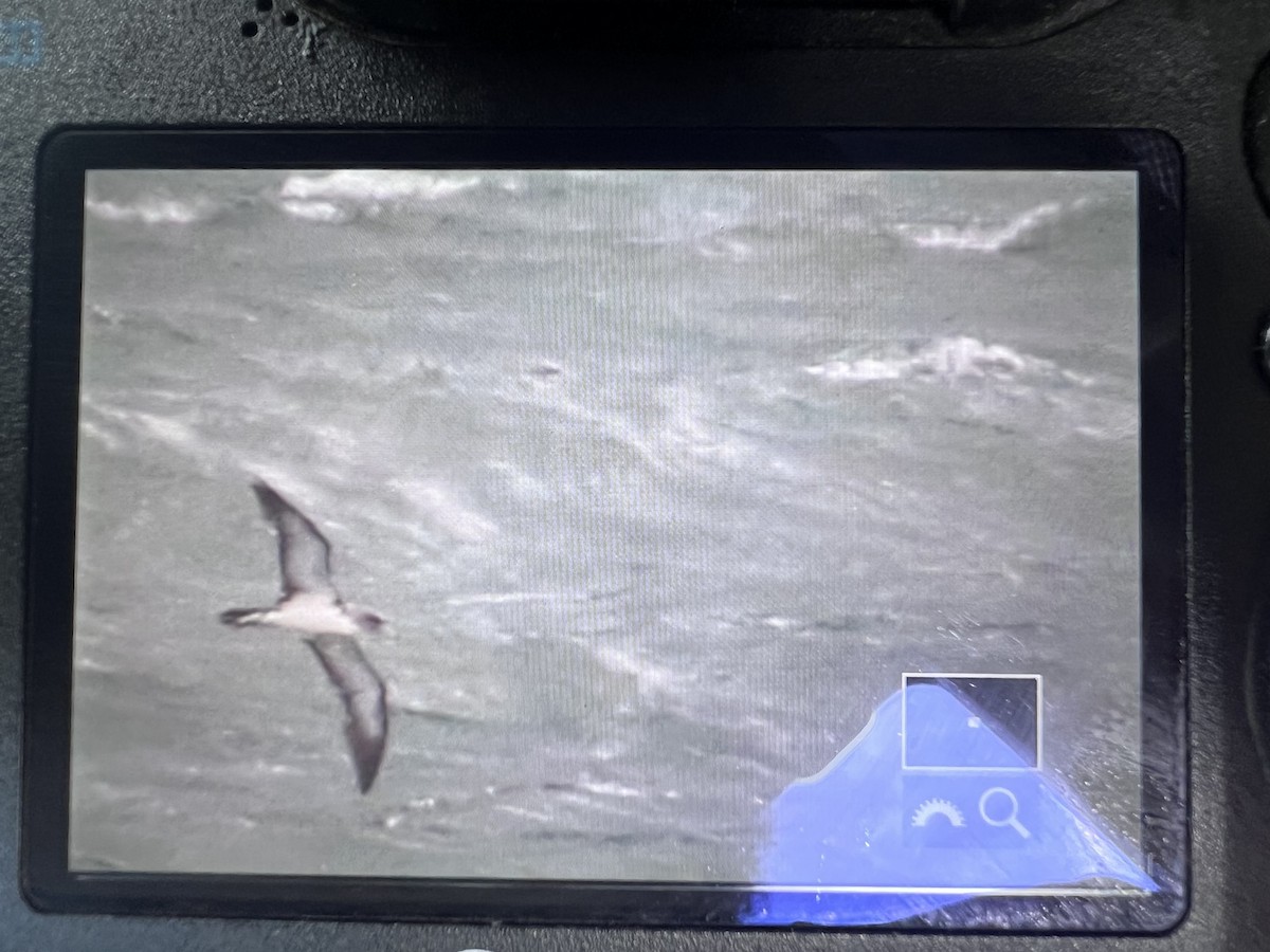 Cory's Shearwater (borealis) - ML622360573