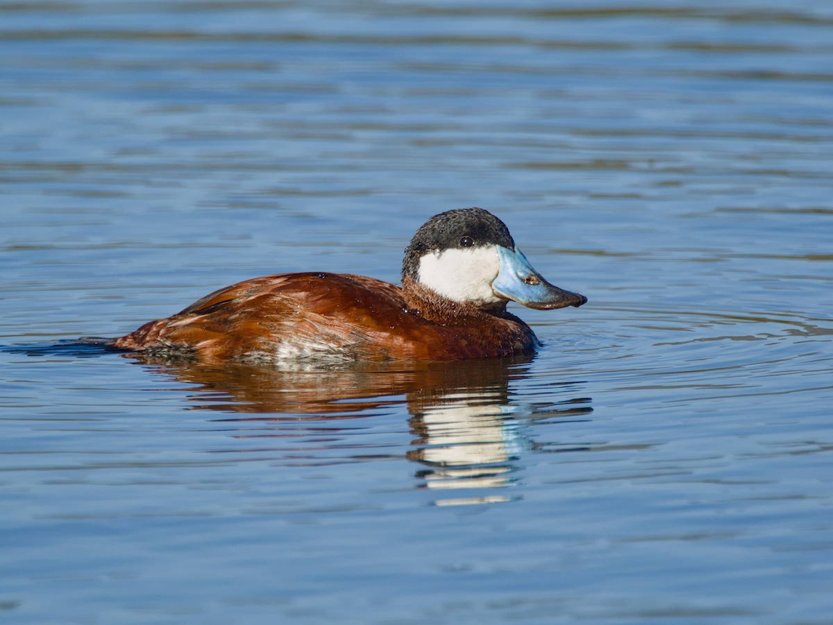 Ruddy Duck - ML622360640