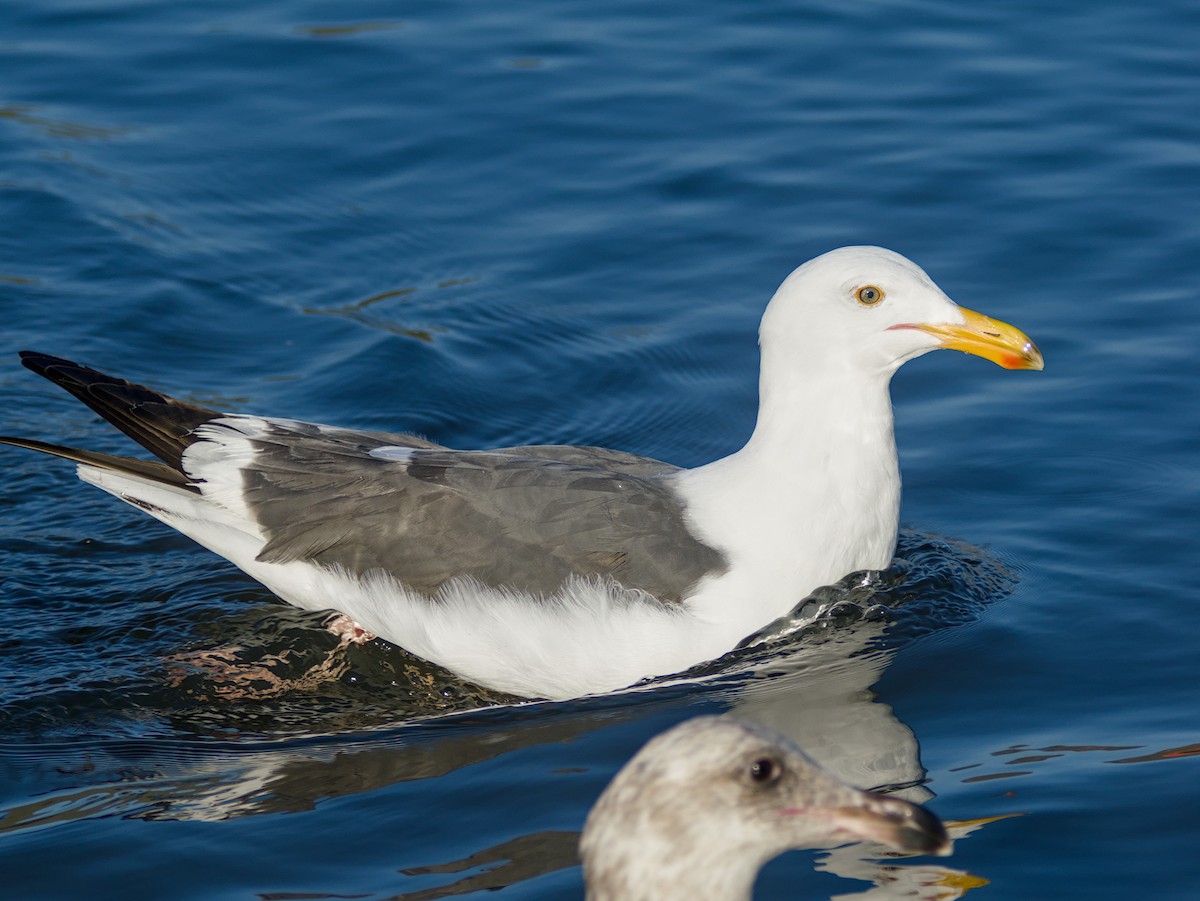 Western Gull - ML622360644