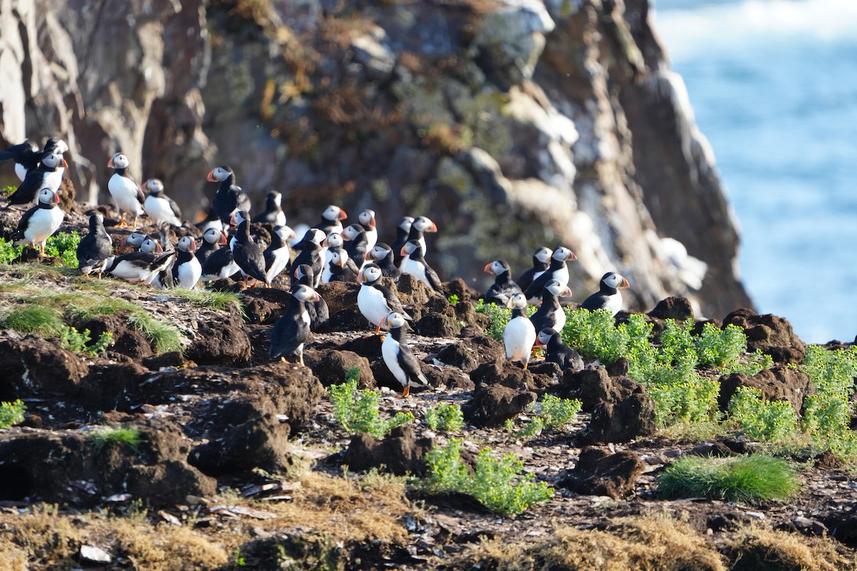 Atlantic Puffin - Amirtha  Karunakaran