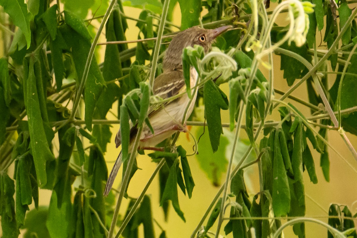 Pearly-vented Tody-Tyrant - ML622360722