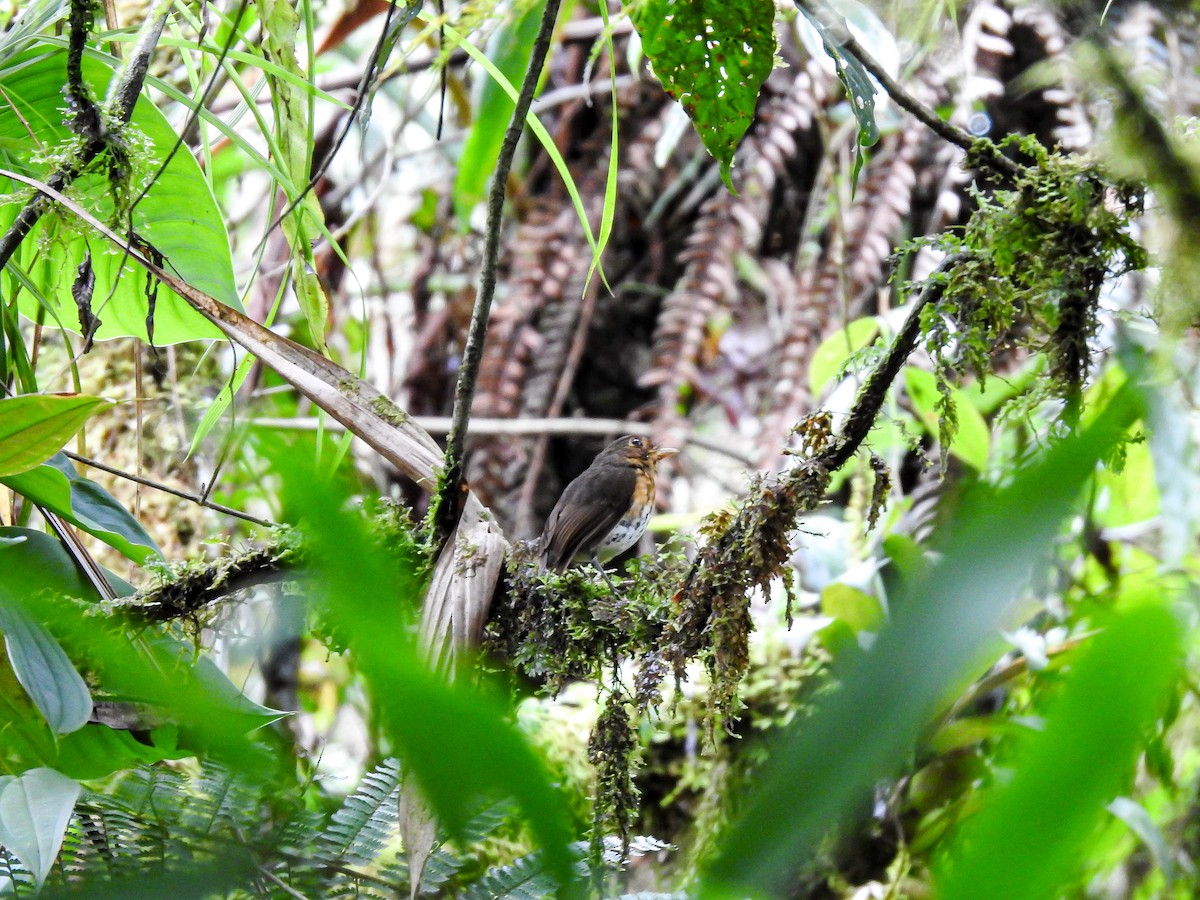 Ochre-breasted Antpitta - ML622360743