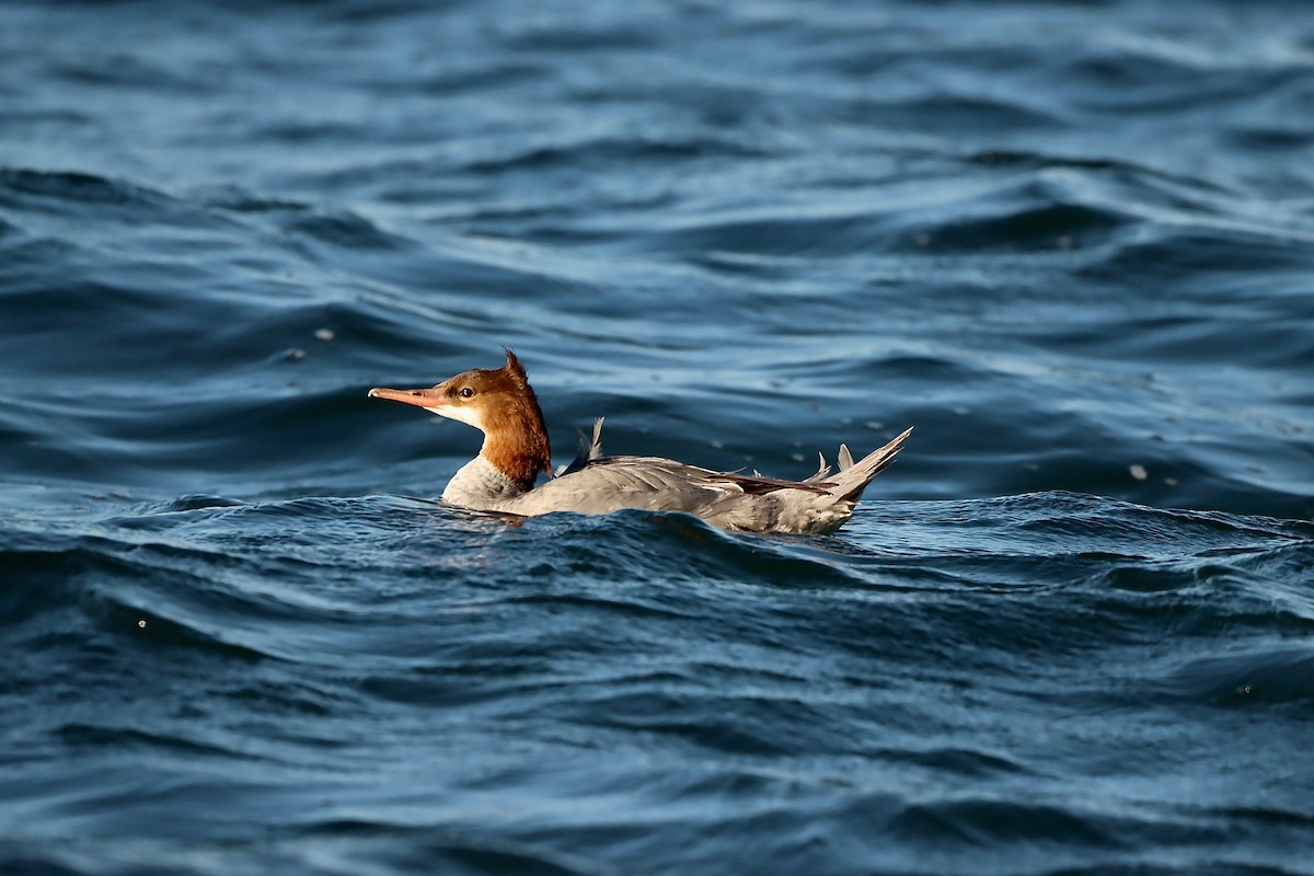 Common Merganser - Stephen Taylor