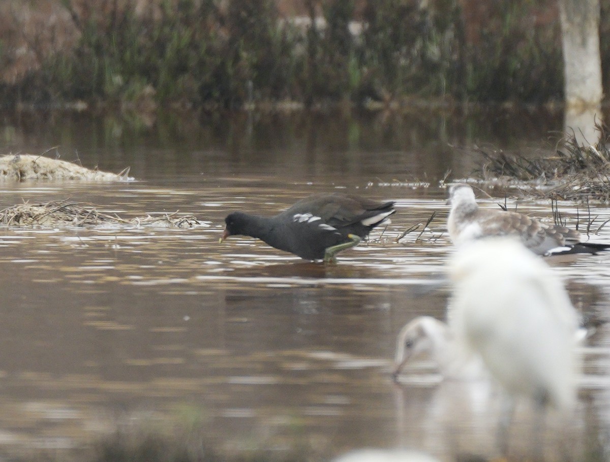 Common Gallinule - ML622360833