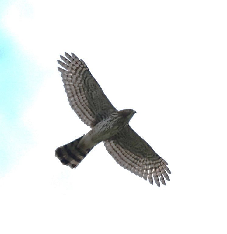 Cooper's Hawk - ML622360836