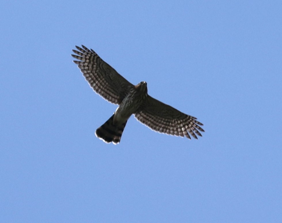 Cooper's Hawk - ML622360837