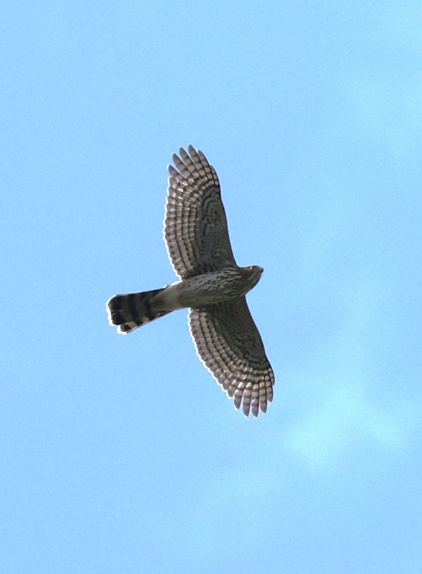 Cooper's Hawk - ML622360838