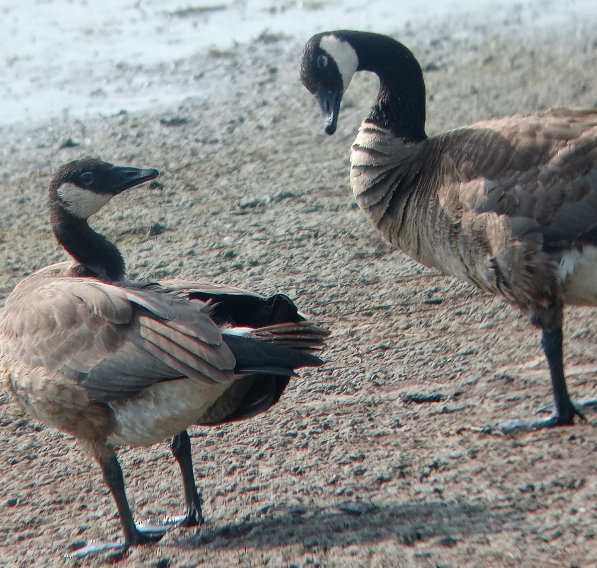 Canada Goose - ML622360851