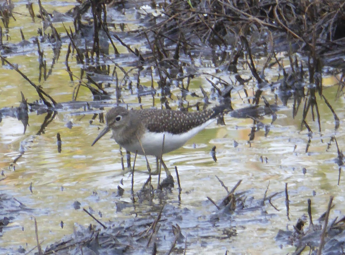 Solitary Sandpiper - ML622360908