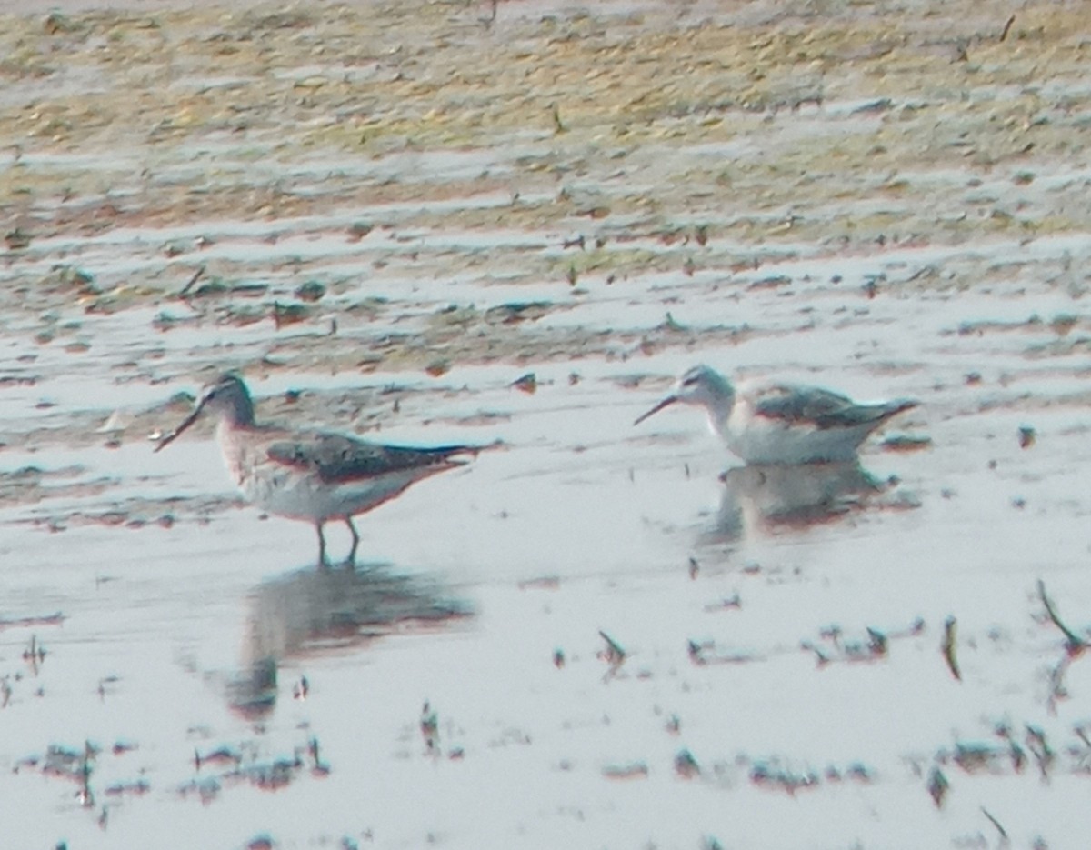 Lesser Yellowlegs - ML622360924