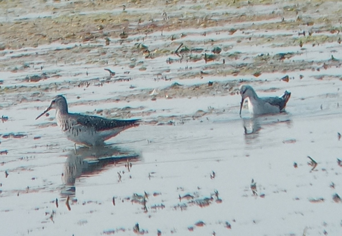 Lesser Yellowlegs - ML622360925