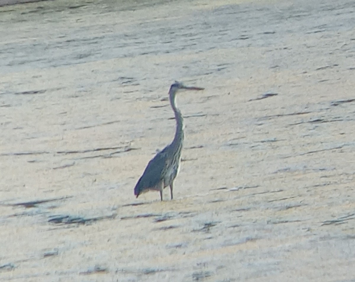 Great Blue Heron - ML622360951