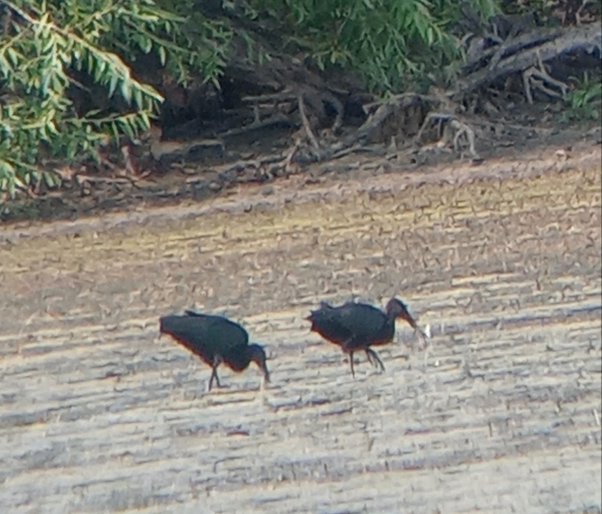 White-faced Ibis - ML622360976