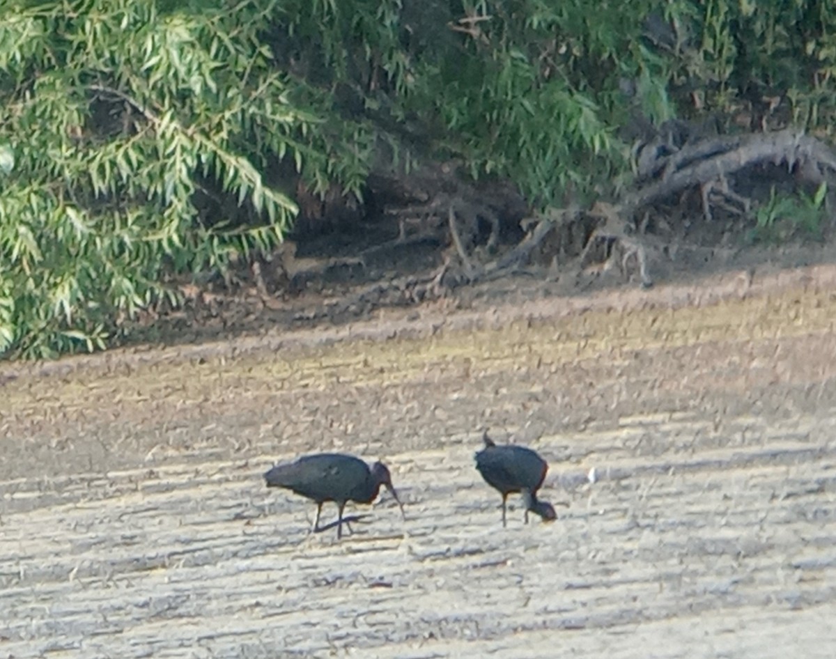 White-faced Ibis - ML622360977