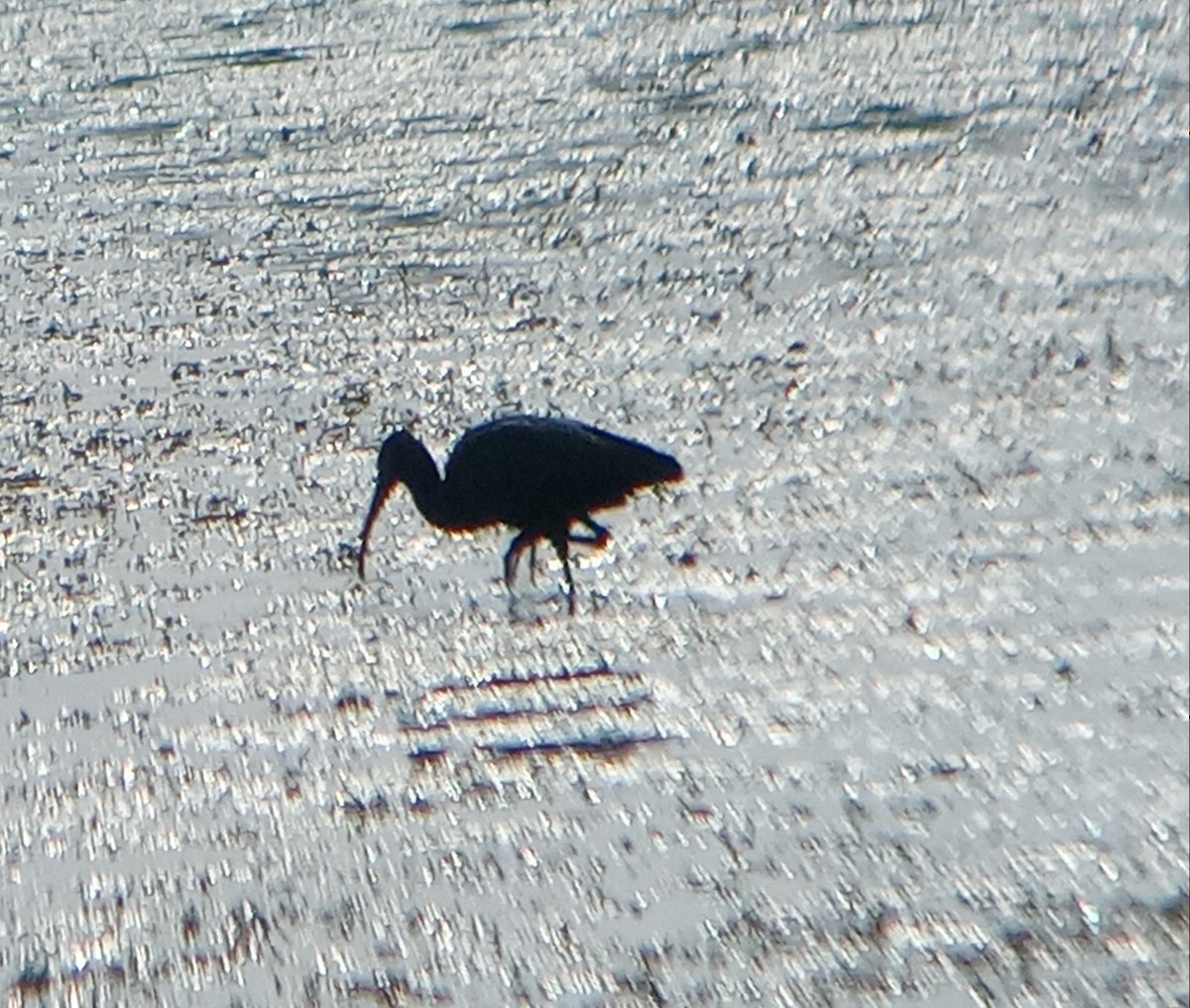 White-faced Ibis - ML622360978