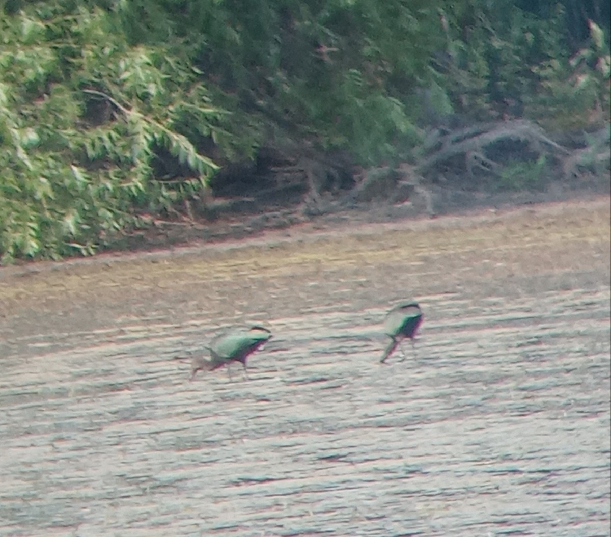 White-faced Ibis - ML622360979