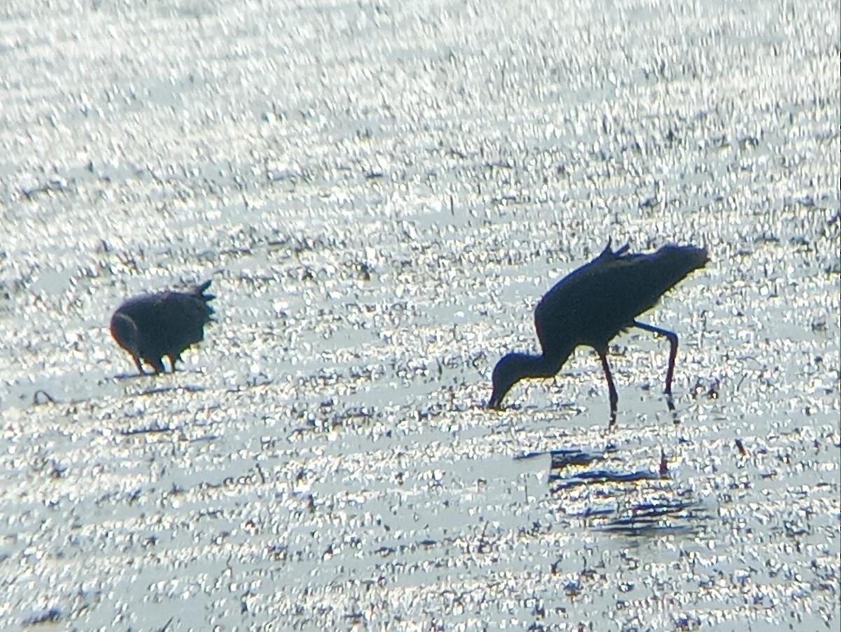 White-faced Ibis - ML622360980