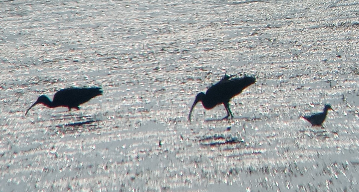 White-faced Ibis - ML622360981