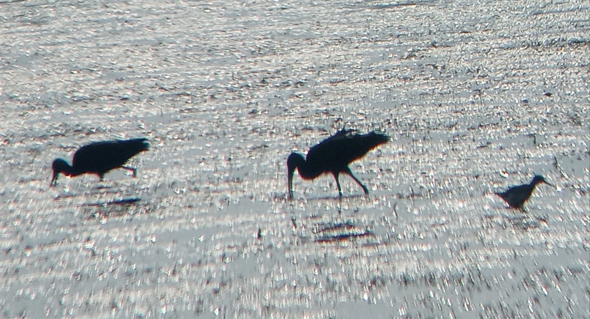 White-faced Ibis - ML622360982