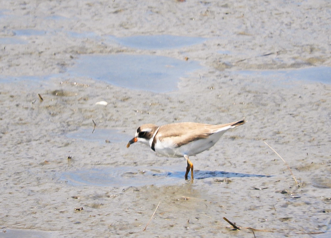 Semipalmated Plover - ML622361049