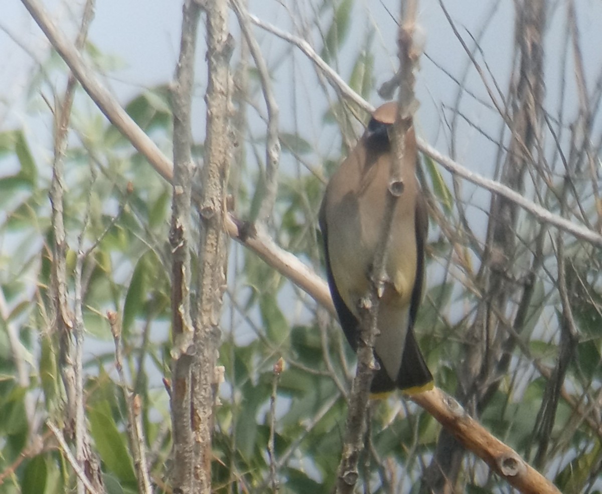 Cedar Waxwing - ML622361051