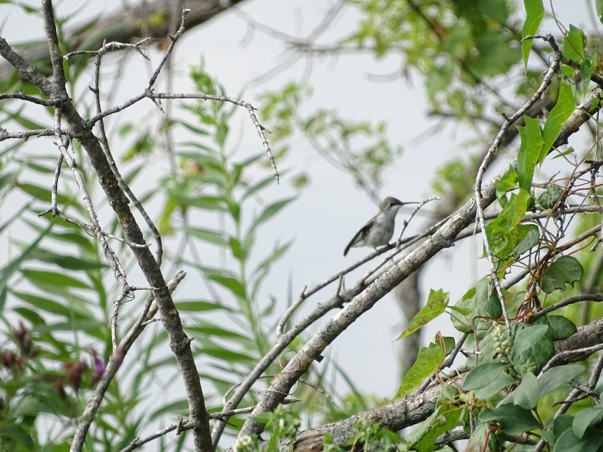 Ruby-throated Hummingbird - ML622361054
