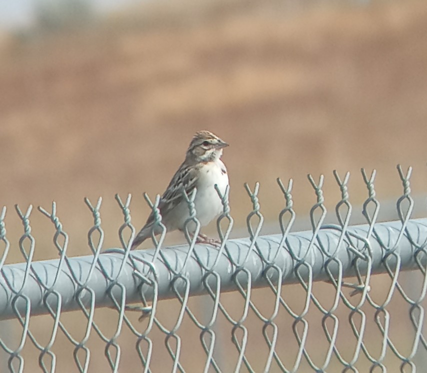 Lark Sparrow - ML622361065