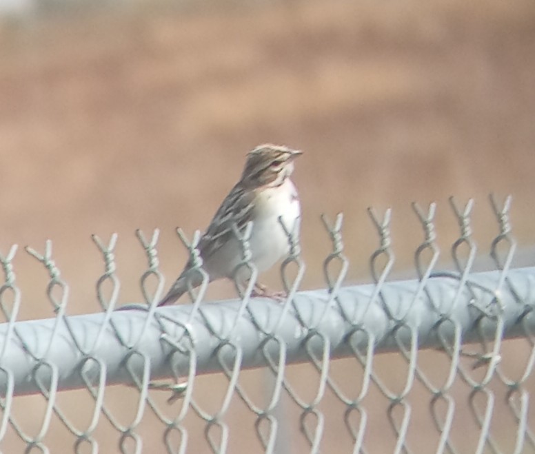 Lark Sparrow - ML622361066