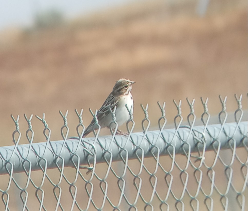 Lark Sparrow - ML622361067