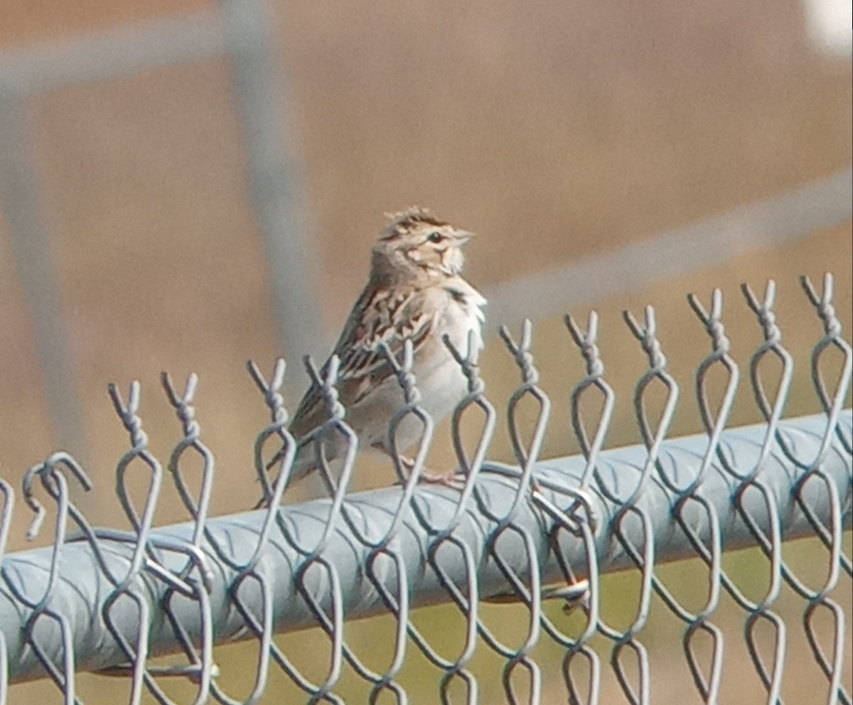 Lark Sparrow - ML622361068