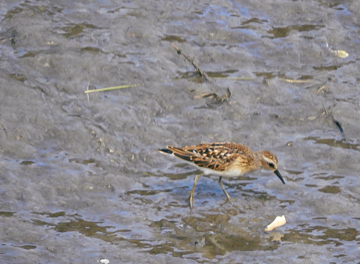 Least Sandpiper - ML622361070