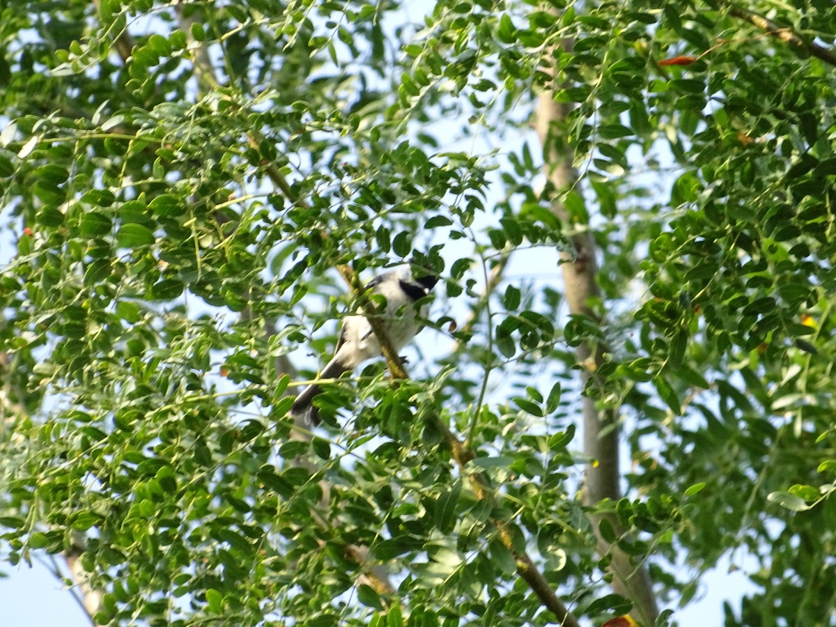 Black-capped Chickadee - ML622361071