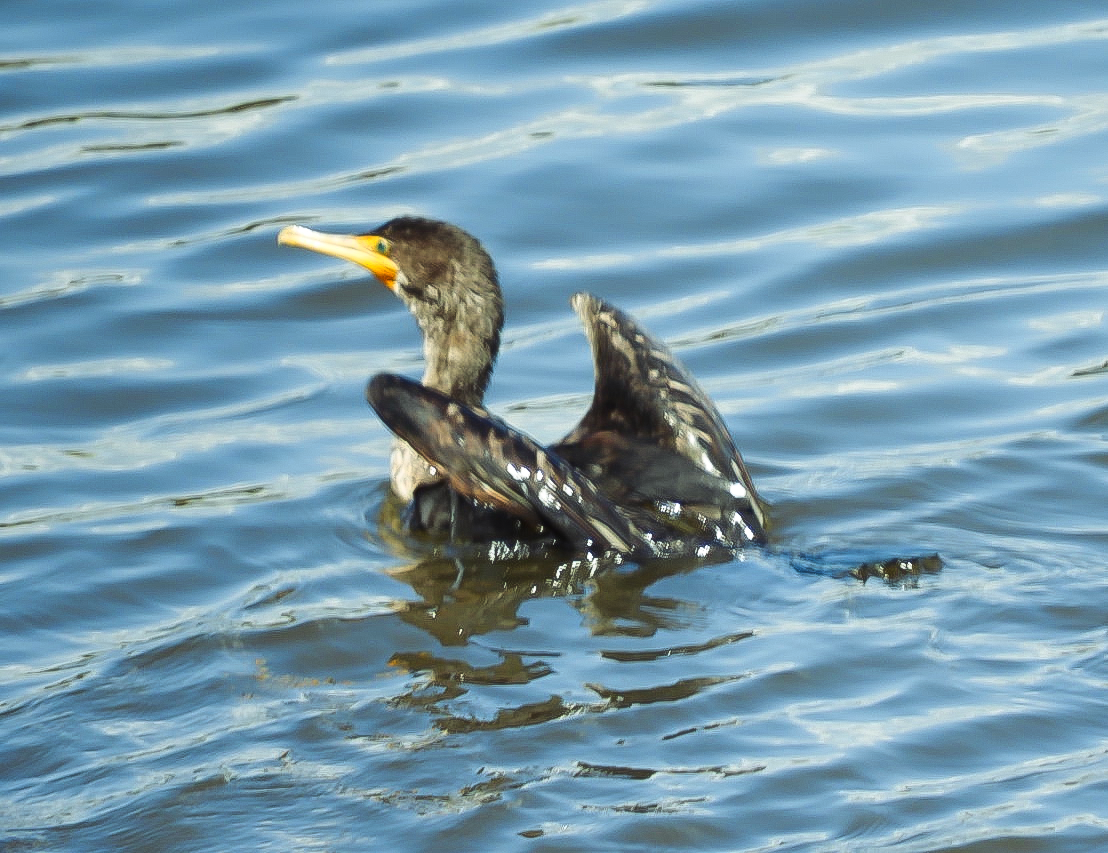 Double-crested Cormorant - ML622361077