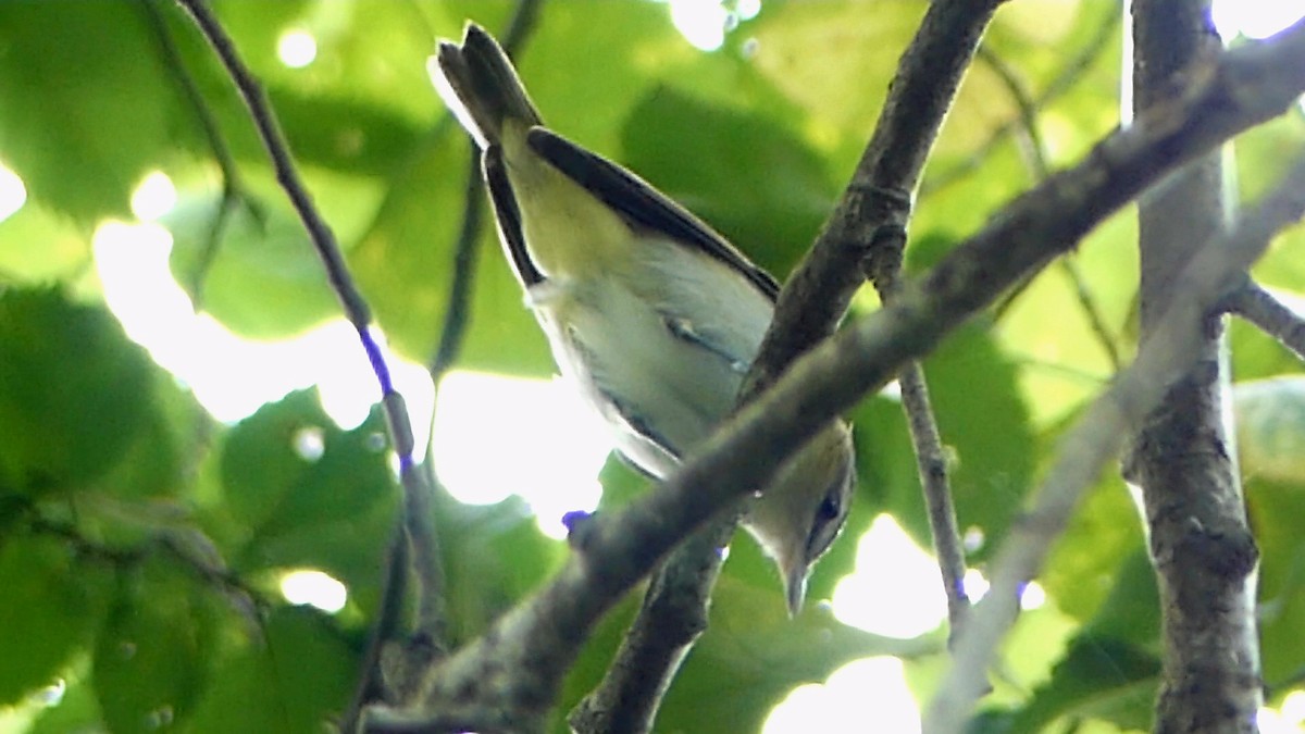 Red-eyed Vireo - Robert Langston