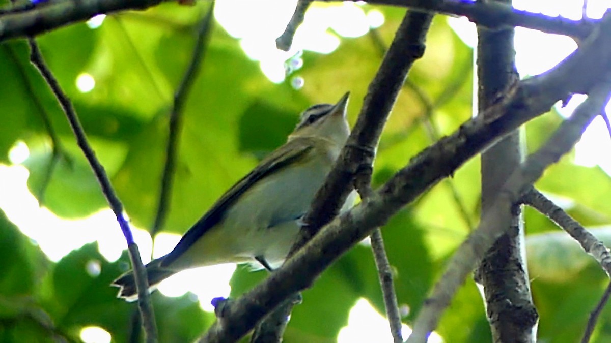 Red-eyed Vireo - ML622361089