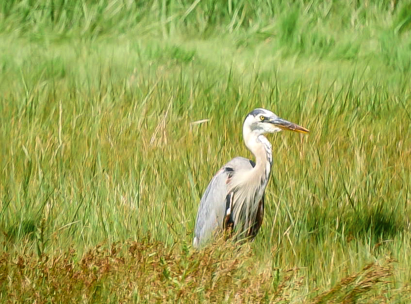 Great Blue Heron - ML622361091