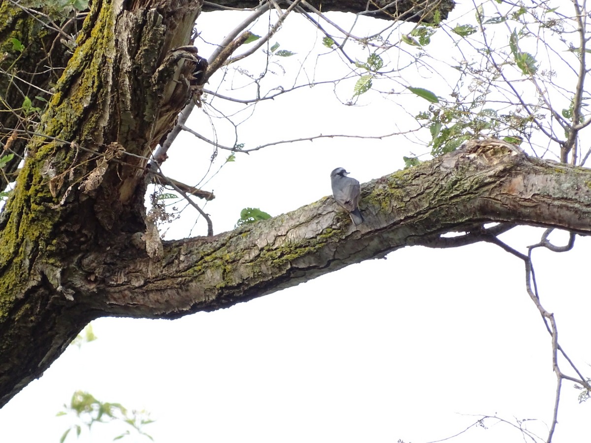 Red-breasted Nuthatch - ML622361092