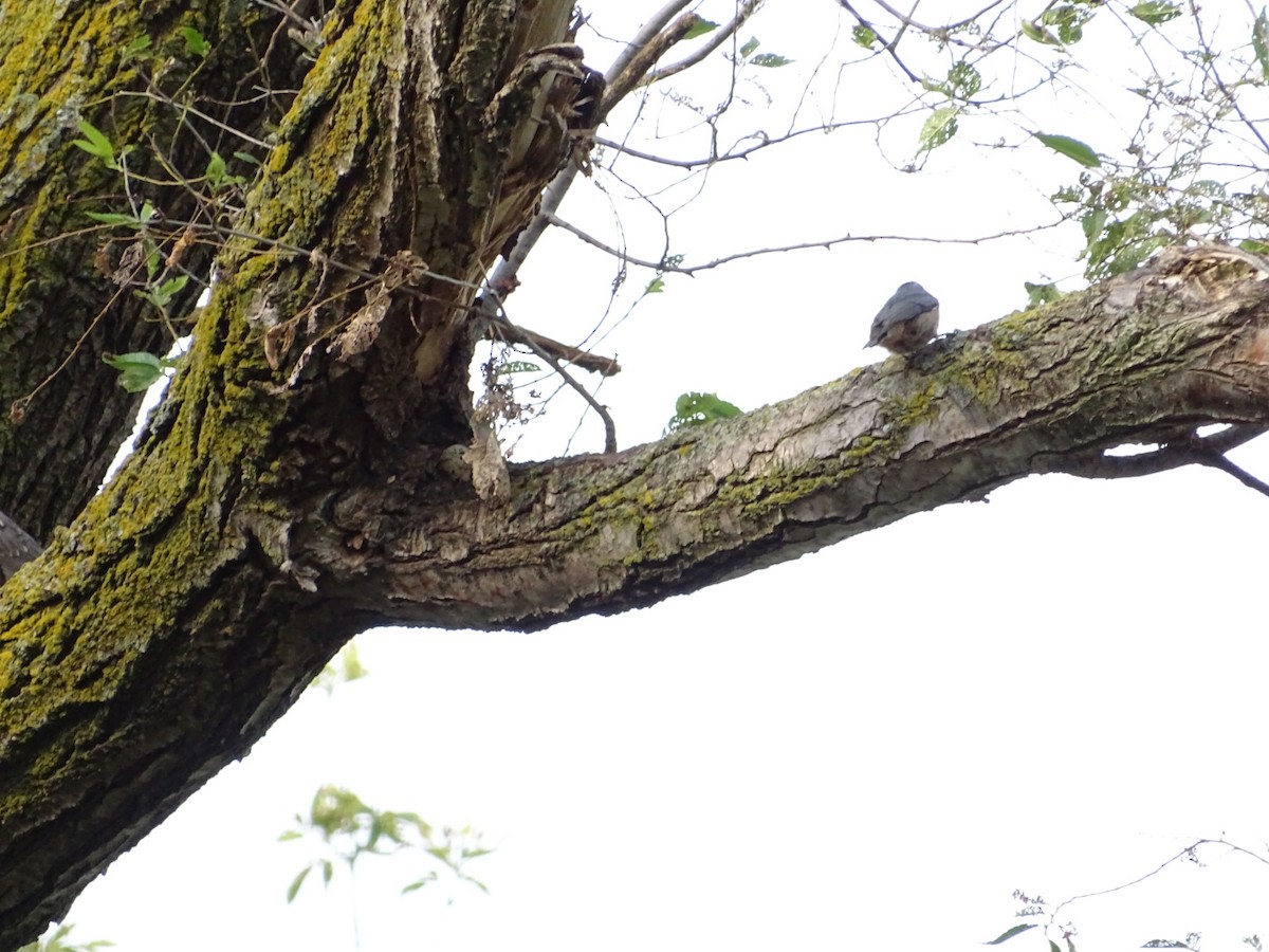 Red-breasted Nuthatch - ML622361093