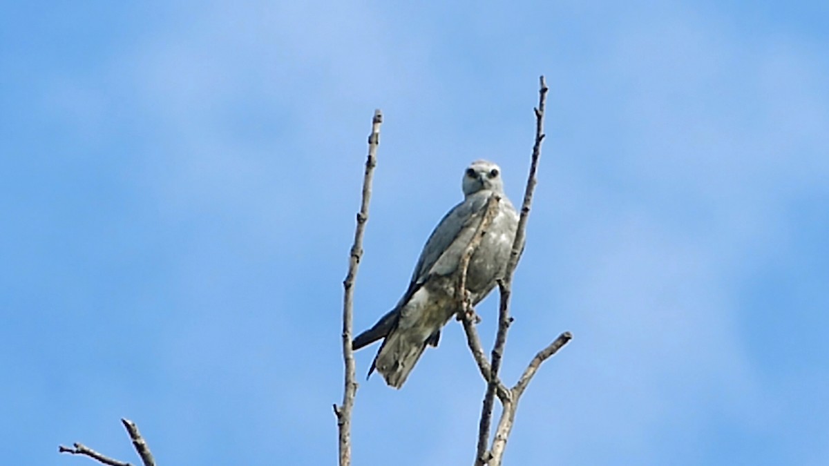 Mississippi Kite - Robert Langston