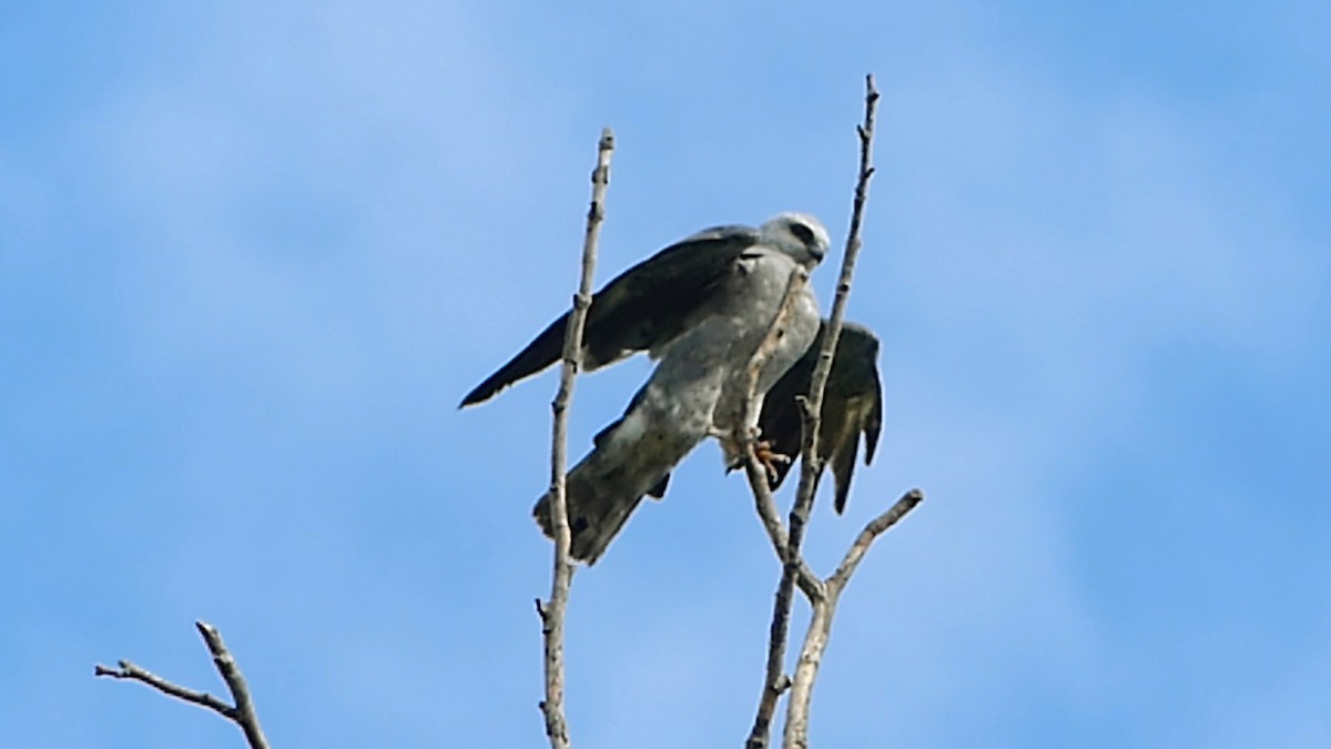 Mississippi Kite - ML622361109