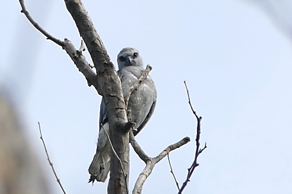 Mississippi Kite - ML622361110